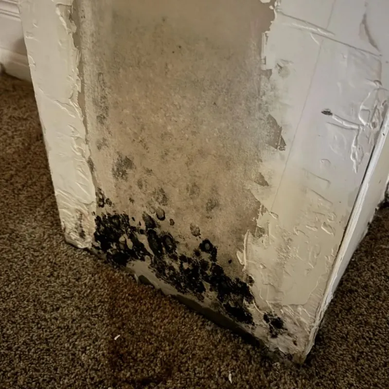 Professional Mold Removal in Pembroke, NC